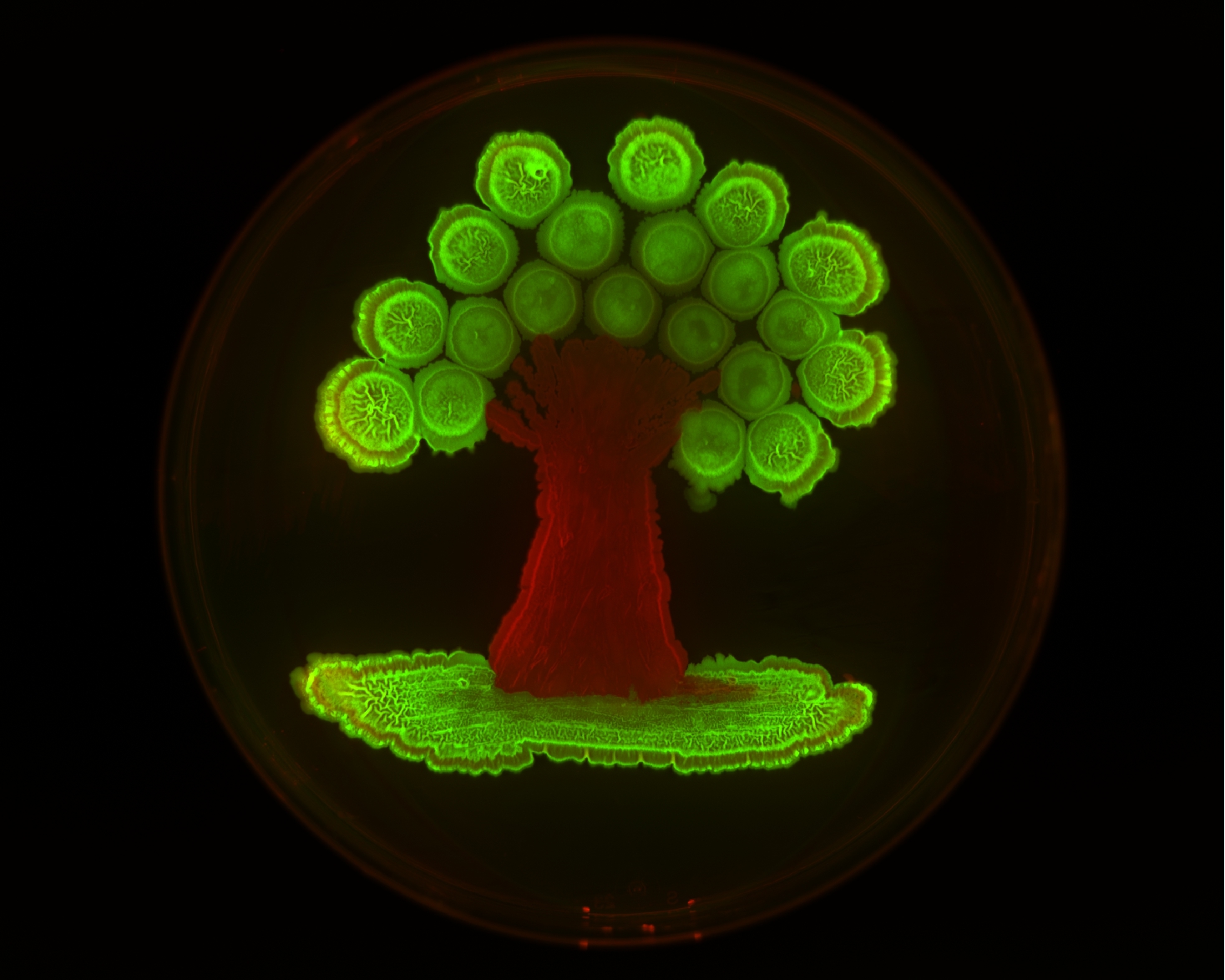 Bacillus tree by Leticia Angelini