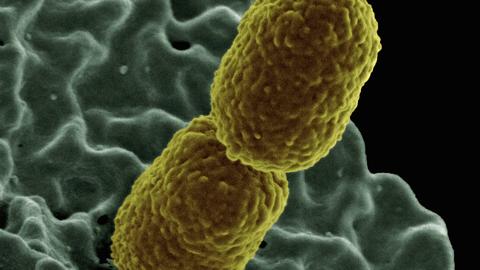 microbes