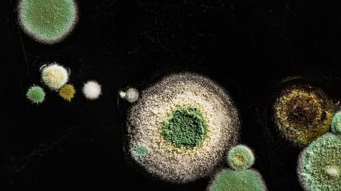 microbes