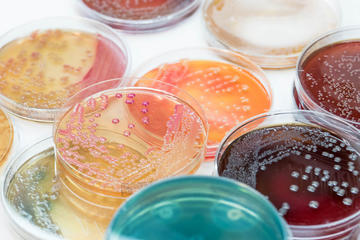microbes
