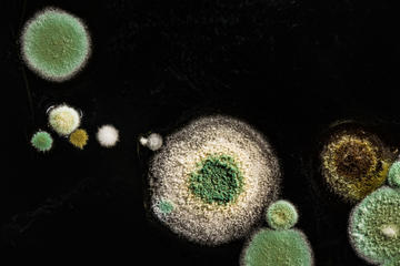 microbes