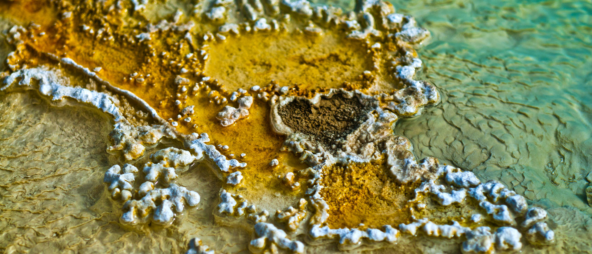 microbes