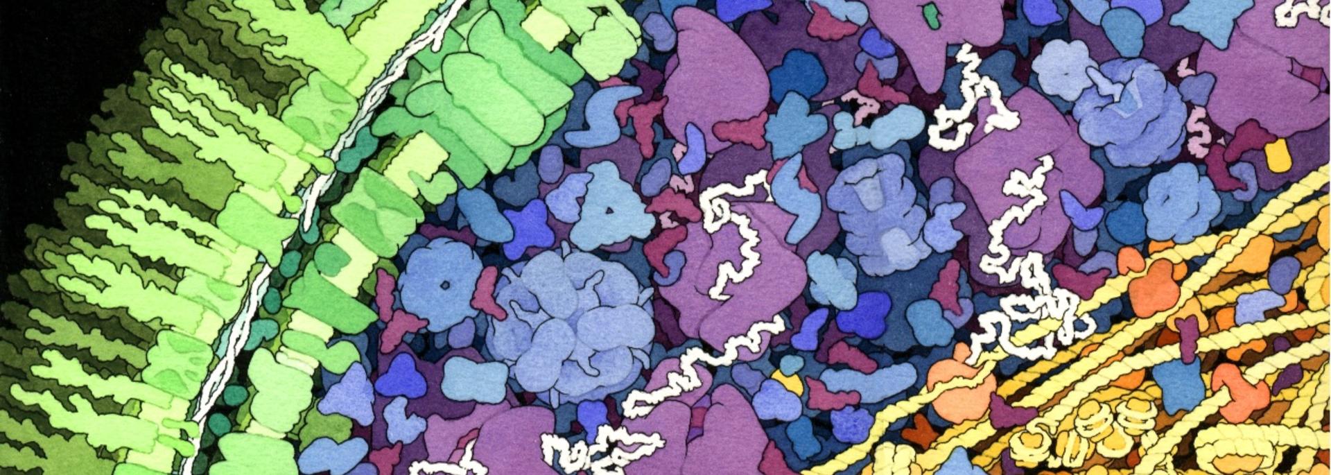 e coli