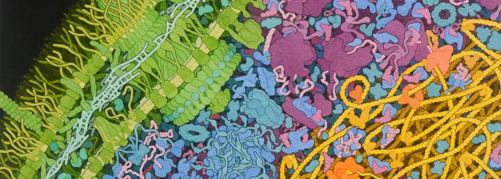 microbes